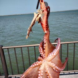 大雨後のタコ調査