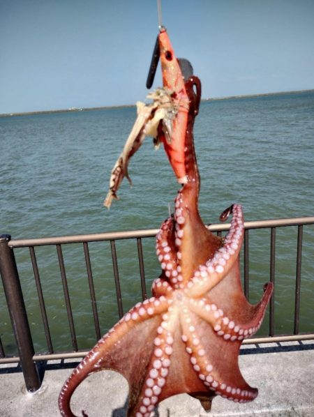 大雨後のタコ調査