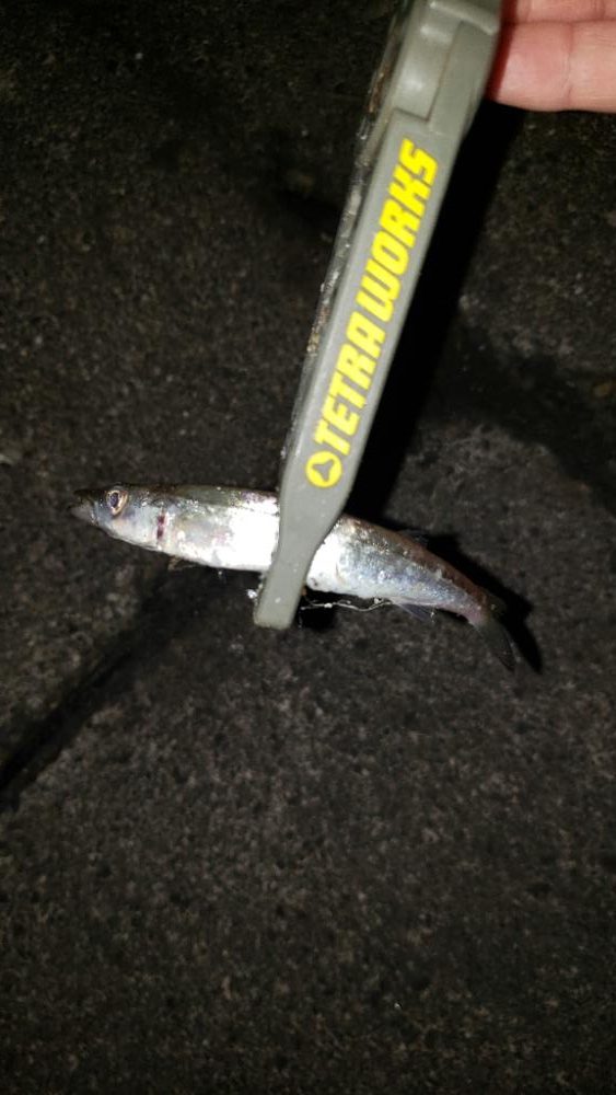 新規さんとコラボ釣行。