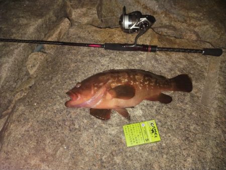 シーズンイン！