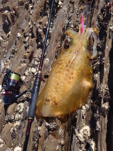 久々エギングIN対馬