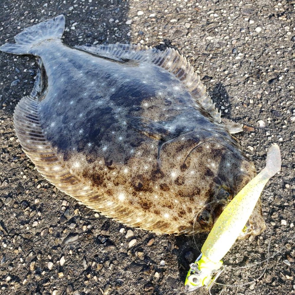 御無沙汰、鮃さん