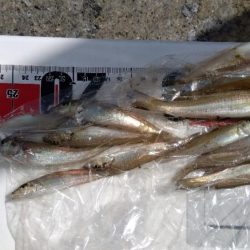 苅屋海岸のキス釣り