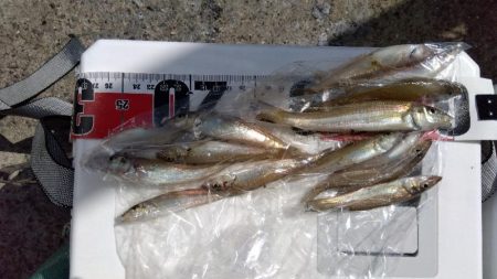 苅屋海岸のキス釣り