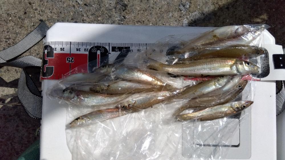 苅屋海岸のキス釣り