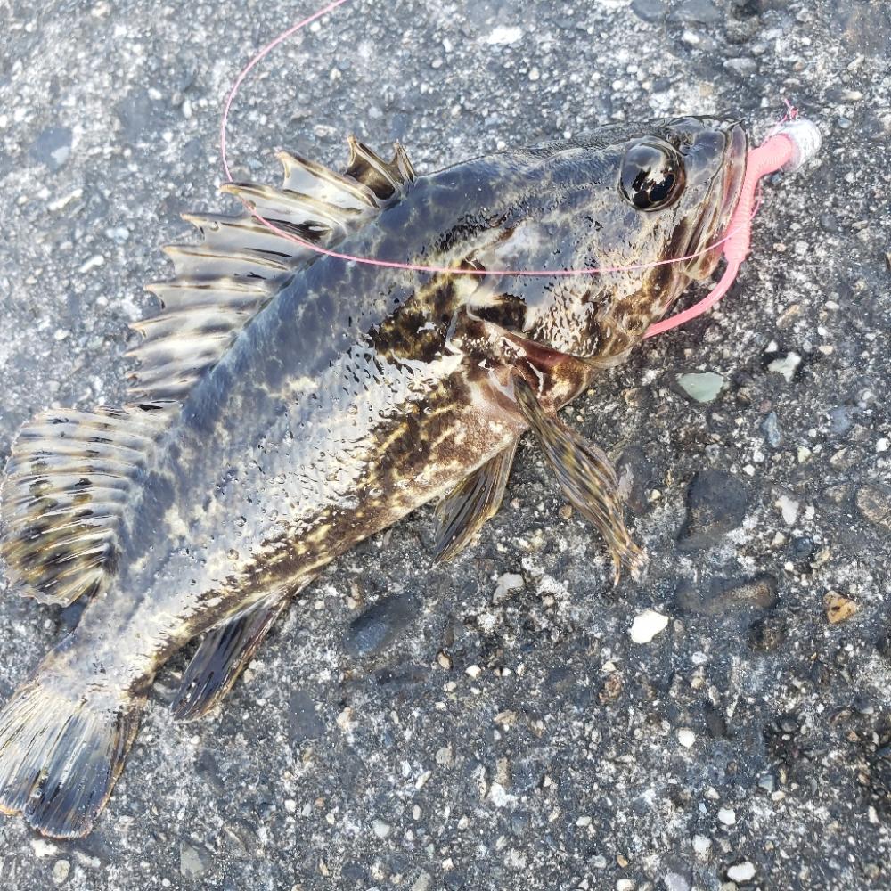 釣れない時はロックフィッシュ釣行