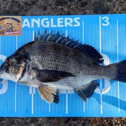 ふかせ釣り第6戦💦