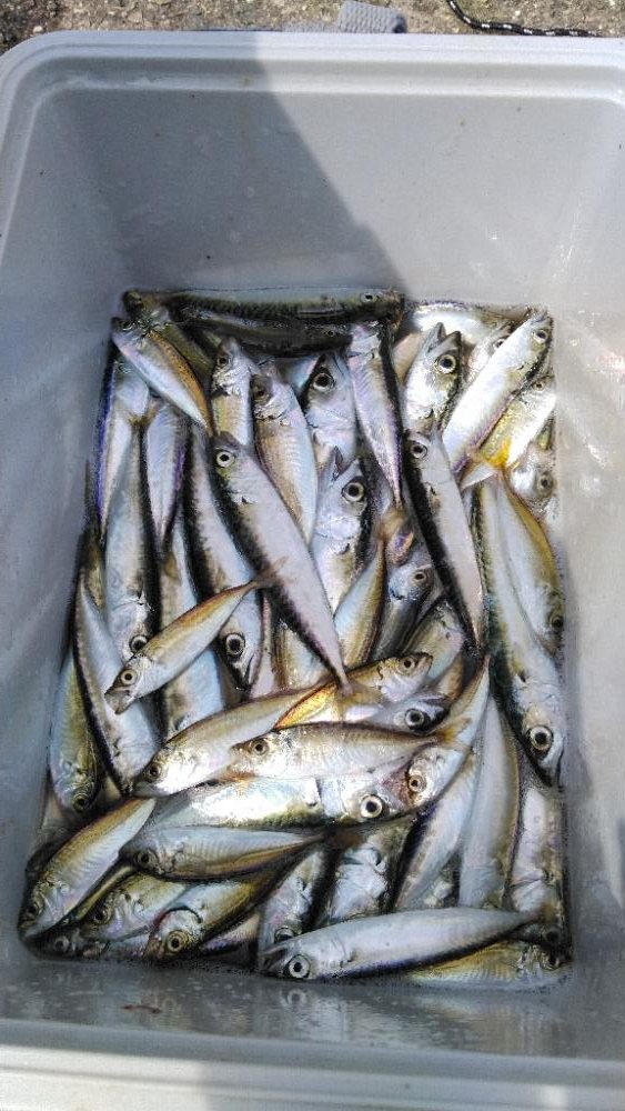 豆アジパート2す