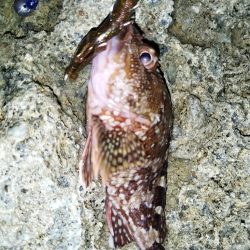 アコウ狙いでガシラ