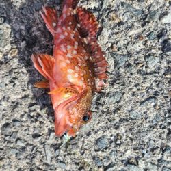 アコウは何処へ？