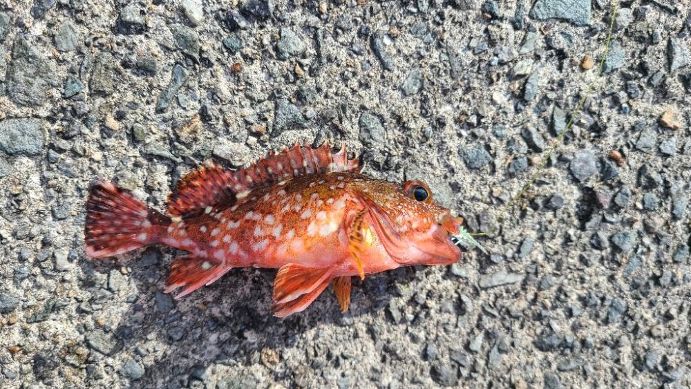 アコウは何処へ？