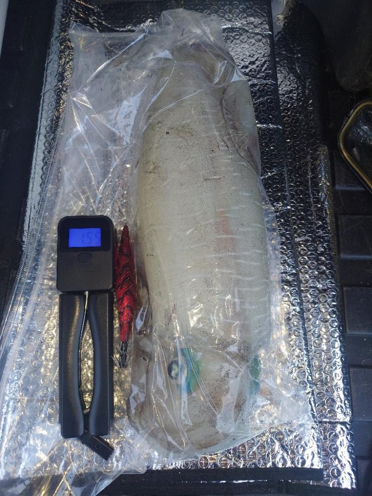 夕マズメエギングIN対馬