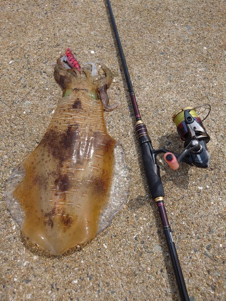 堤防ランガンエギングIN対馬