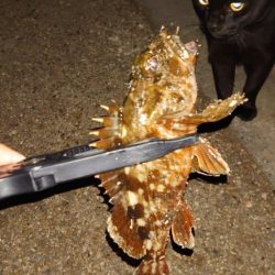 やっとこの回遊やね！