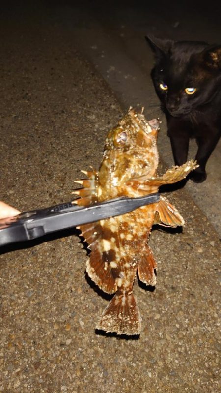 やっとこの回遊やね！