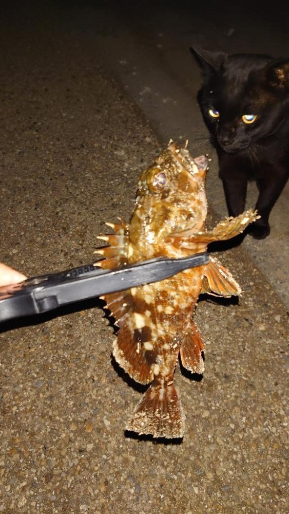 やっとこの回遊やね！