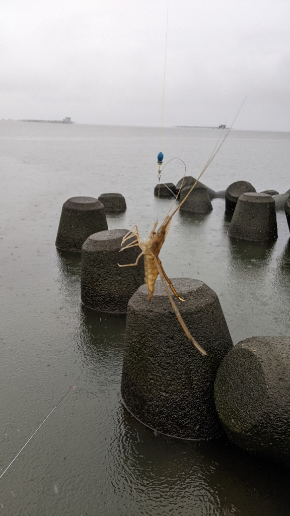 霞ヶ浦 テナガエビ 好調