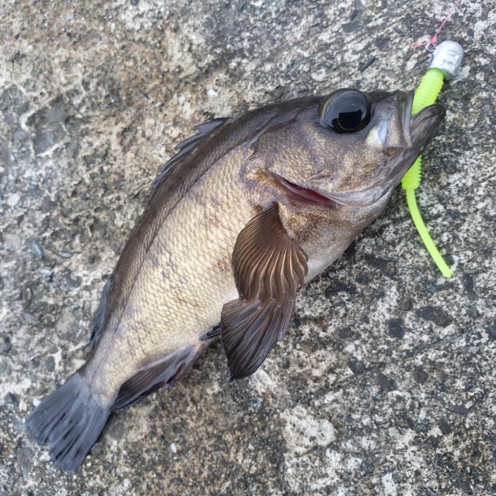 ロックフィッシュ釣行