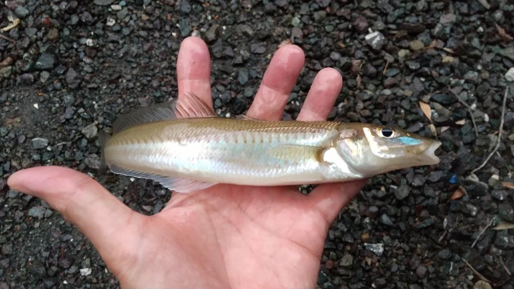 キス釣り〜雷矯正終了…