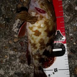 メバルを求めて林崎漁港