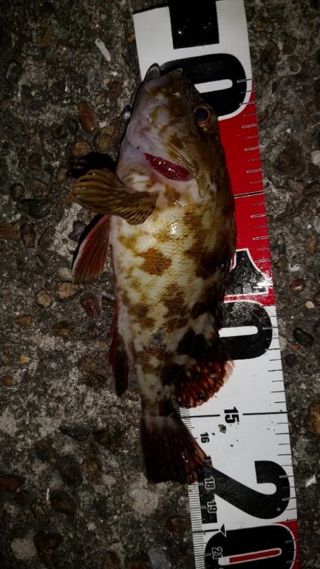 メバルを求めて林崎漁港