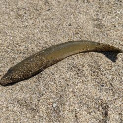 先輩らとキッス（笑）