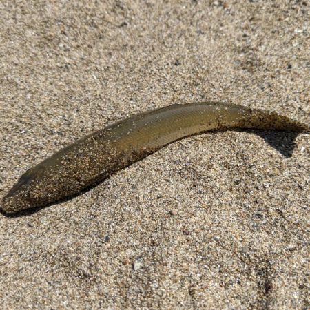 先輩らとキッス（笑）