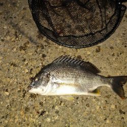 キビレ後セイゴ