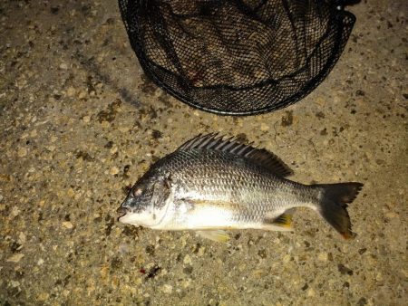 キビレ後セイゴ