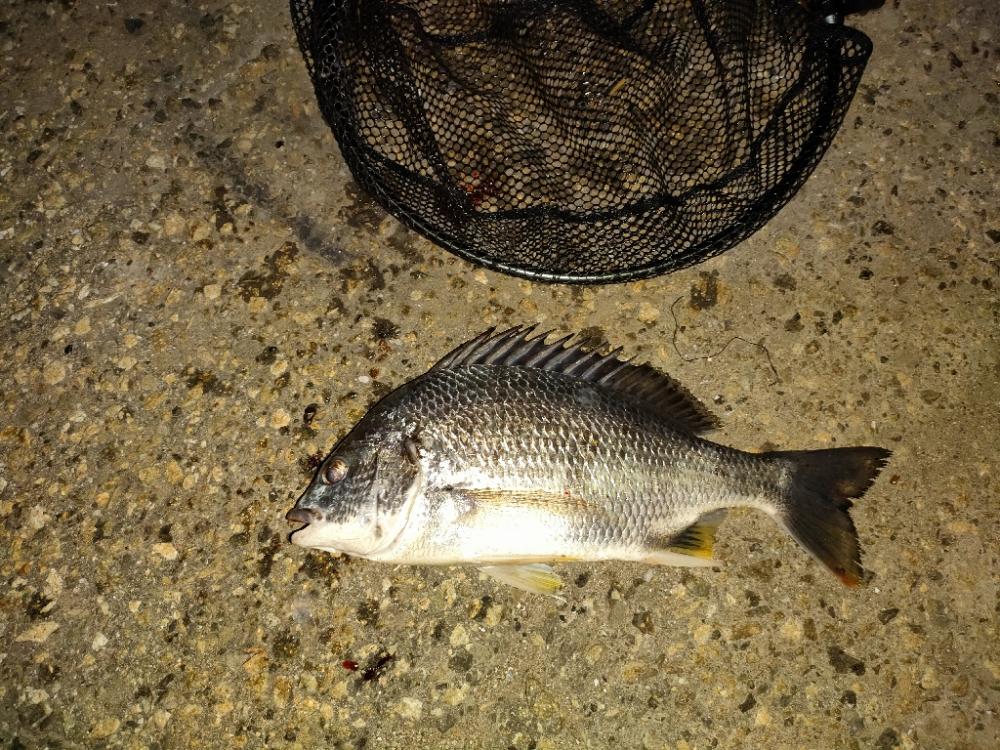 キビレ後セイゴ