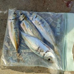 イカに会いたくて