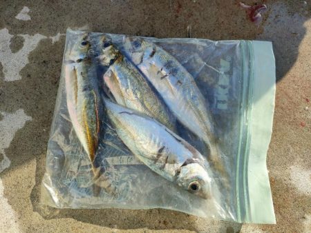 イカに会いたくて