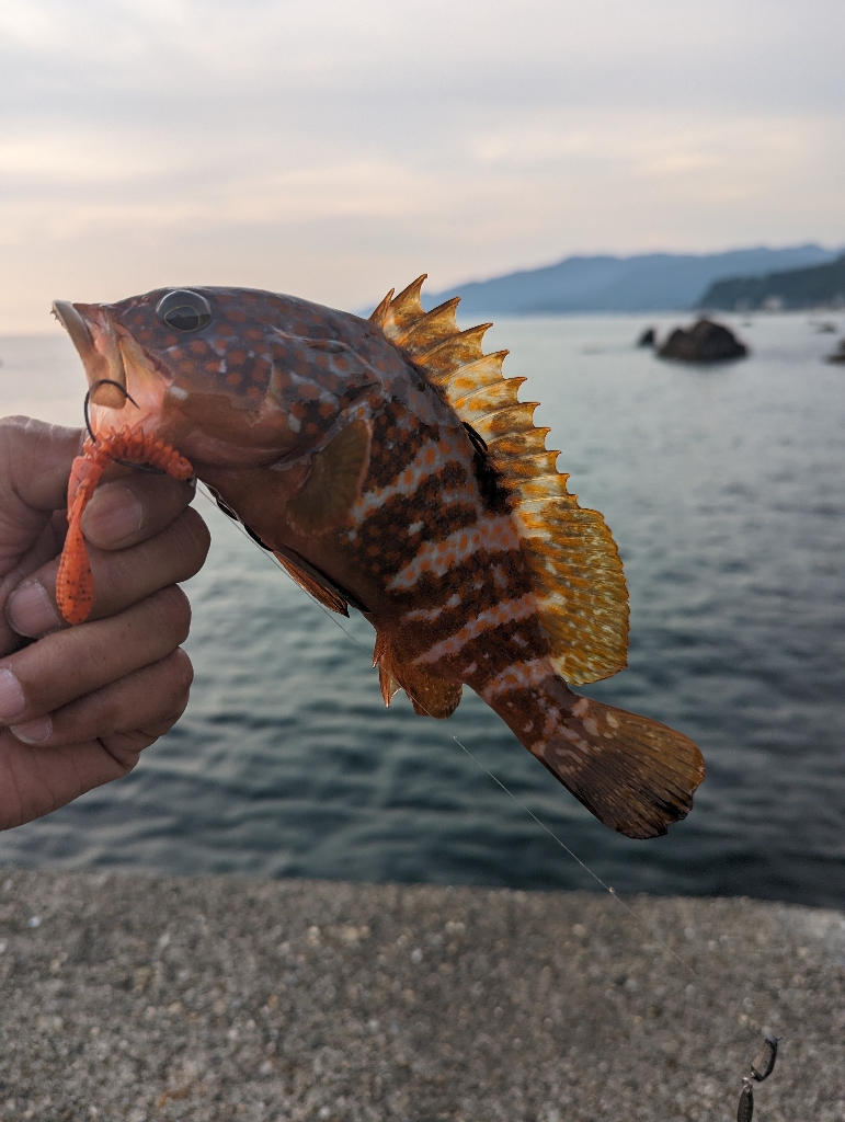 陸っぱり釣行記