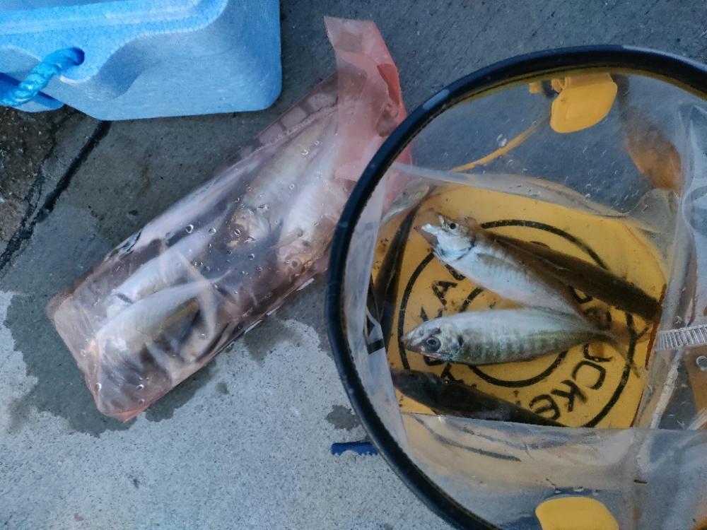 結局アジングで良いのよ