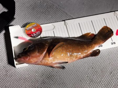 松兵衛さんでロックフィッシュ便☆