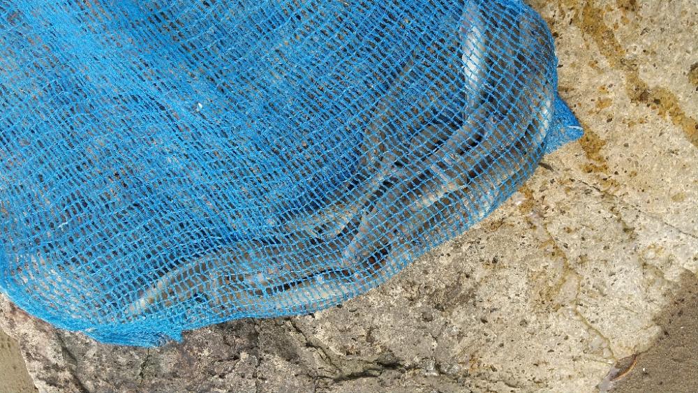 デキハゼ～チビハゼ