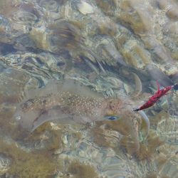 短時間エギングIN対馬