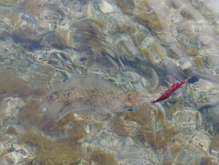 短時間エギングIN対馬