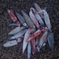 ポツリン、ポツリンエギング