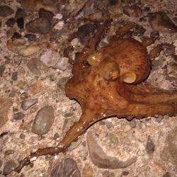 今年初タコは新子