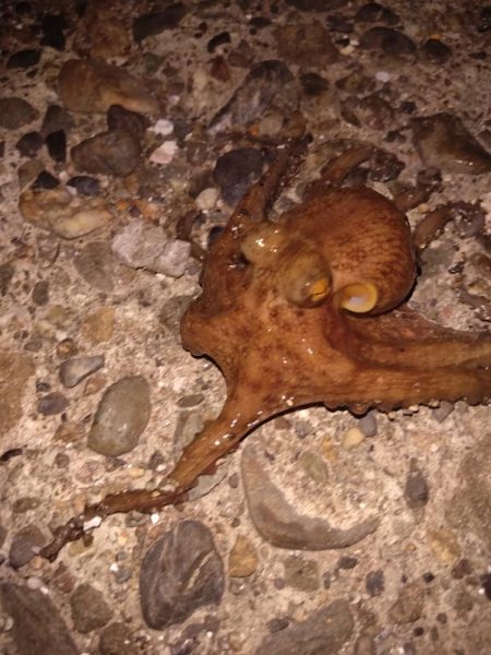 今年初タコは新子