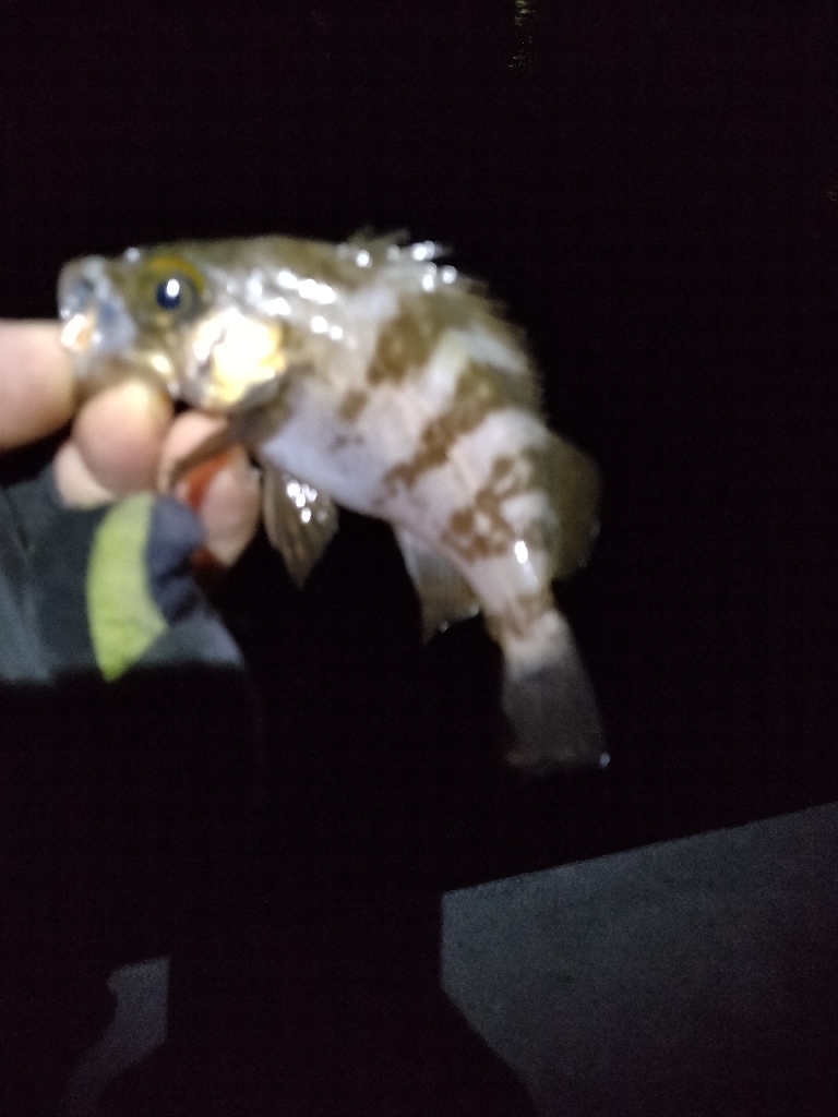 梅雨メバリング