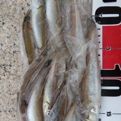 室津のキス釣り