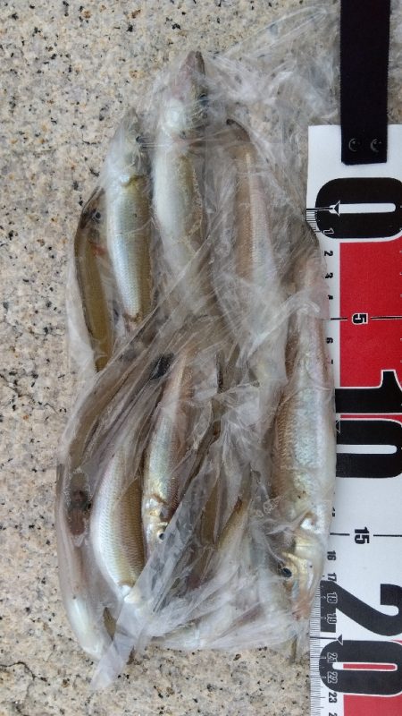 室津のキス釣り