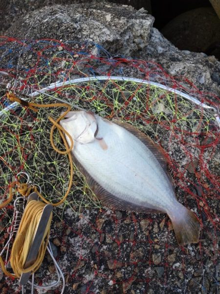 ヒラメ1枚、突変カレイ1枚！キジハタ、あな…