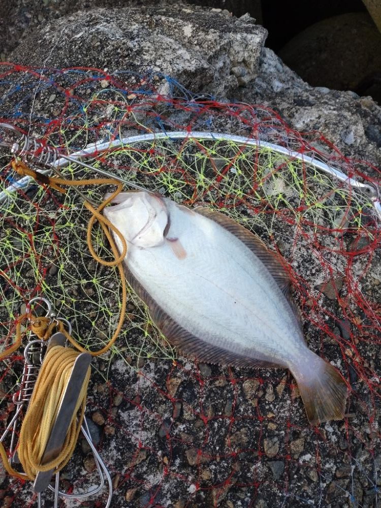 ヒラメ1枚、突変カレイ1枚！キジハタ、あなはぜ！