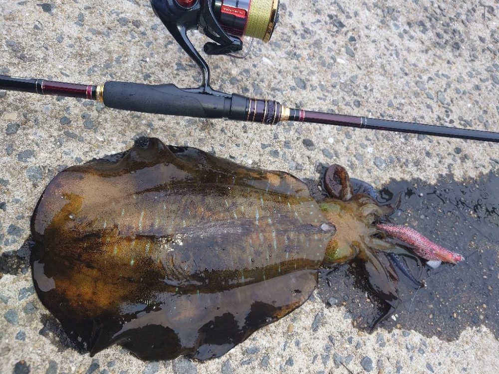 短時間エギングIN対馬