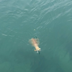 でました‼︎2kg‼︎