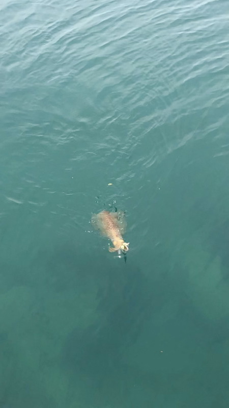 でました‼︎2kg‼︎