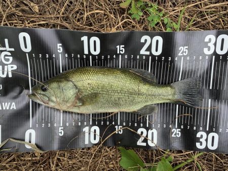 ブラックバス29センチ